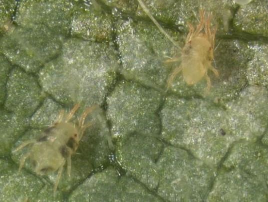 Two-Spotted Spider Mites and Dry Weather